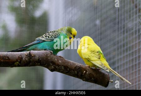 Rullstorf, Deutschland. 17th Januar 2022. Budgies sitzen im Naturschutzgebiet. An einem abgelegenen Ort in der Nähe von Lüneburg werden gestrandete Adlereulen, Wellensittiche und Diamondback-Tauben aus Australien von Jaden Ernst wieder gesund gepflegt. (To dpa 'Tierpfleger Ernst pflügt Wildvögel in der Notaufnahme') Quelle: Philipp Schulze/dpa/Alamy Live News Stockfoto