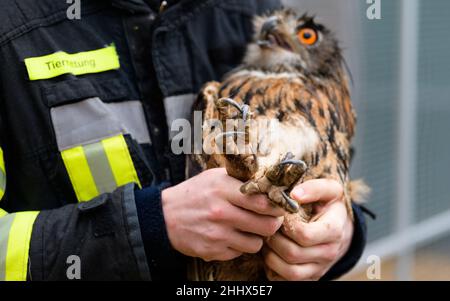 Rullstorf, Deutschland. 17th Januar 2022. Jaden Ernst, Betreiber eines Wildtierrettungszentrums, zeigt die Krallen einer Adlereule. An einem abgelegenen Ort in der Nähe von Lüneburg werden gestrandete Adlereulen, Wellensittiche und Diamanttauben aus Australien von Jaden Ernst rehabilitiert. (To dpa 'Tierpfleger Ernst pflügt Wildvögel in der Notaufnahme') Quelle: Philipp Schulze/dpa/Alamy Live News Stockfoto