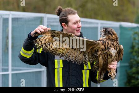 Rullstorf, Deutschland. 17th Januar 2022. Jaden Ernst, Betreiber eines Wildtierrettungszentrums, kontrolliert die Flügel einer Adlereule. An einem abgelegenen Ort in der Nähe von Lüneburg werden gestrandete Adlereulen, Wellensittiche und Diamondback-Tauben aus Australien von Jaden Ernst wieder gesund gepflegt. (To dpa 'Tierpfleger Ernst pflügt Wildvögel in der Notaufnahme') Quelle: Philipp Schulze/dpa/Alamy Live News Stockfoto