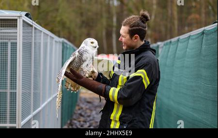 Rullstorf, Deutschland. 17th Januar 2022. Jaden Ernst, Betreiber eines Wildtierrettungszentrums, hält eine verschneite Eule in seinen Händen. An einem abgelegenen Ort in der Nähe von Lüneburg werden gestrandete Adlereulen, Wellensittiche und Diamondback-Tauben aus Australien von Jaden Ernst wieder gesund gepflegt. (To dpa 'Tierpfleger Ernst pflügt Wildvögel in der Notaufnahme') Quelle: Philipp Schulze/dpa/Alamy Live News Stockfoto