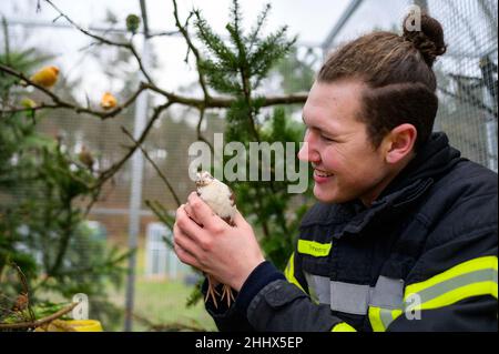 Rullstorf, Deutschland. 17th Januar 2022. Jaden Ernst, Betreiber eines Wildtierrettungszentrums, hält eine Wachtel in seinen Händen. An einem abgelegenen Ort in der Nähe von Lüneburg werden gestrandete Adlereulen, Wellensittiche und Diamondback-Tauben aus Australien von Jaden Ernst wieder gesund gepflegt. (To dpa 'Tierpfleger Ernst befriedigt Wildvögel in der Notaufnahme') Quelle: Philipp Schulze/dpa/Alamy Live News Stockfoto