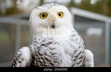 Rullstorf, Deutschland. 17th Januar 2022. Eine verschneite Eule aus einem Tierschutzgebiet. An einem abgelegenen Ort in der Nähe von Lüneburg werden gestrandete Adlereulen, Wellensittiche und Diamondback-Tauben aus Australien von einem Tierpfleger wieder gesund gepflegt. (To dpa 'Tierpfleger Ernst befriedigt Wildvögel in der Notaufnahme') Quelle: Philipp Schulze/dpa/Alamy Live News Stockfoto