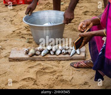 Selektiver Fokus auf Rohfisch, der von einem unbekannten Straßenhändler auf dem Fischmarkt am Edward Elliot's Beach in Besant Nagar verkauft wird. Stockfoto