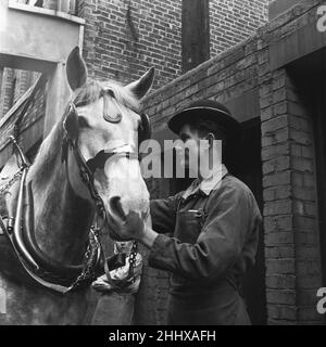 Dray Horses in der Vaux Brewery werden für ihre Ablieferungsrunden in Sunderland und Newcastle vorbereitet. 28th. April 1954 Stockfoto