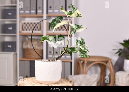 Exotische Zimmerpflanze „Syngonium Podophyllum Variegata“ mit weißen Flecken auf dem Tisch im Wohnzimmer im Boho-Stil Stockfoto