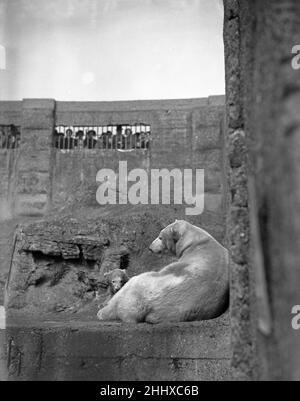 Brumas, der Eisbär, geboren am 27th. November 1949, heißt ihre Mutter Ivy und ihr Vater Mischa. Brumas ist nach ihren Wärtern Bruce und Sam (umgekehrt) benannt. Sie ist die erste Eisbärin, die in Großbritannien erfolgreich aufgezogen wurde. Unser Bild zeigt .... Brumas, der Eisbär und Mutter, beobachtet von großen Menschenmengen im Londoner Zoo, Montag, 27th. März 1950. Stockfoto