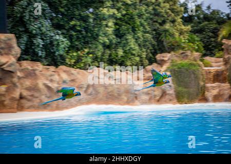 Papageien fliegen während einer Show im Loro Parque, Teneriffa, über den Pool Stockfoto
