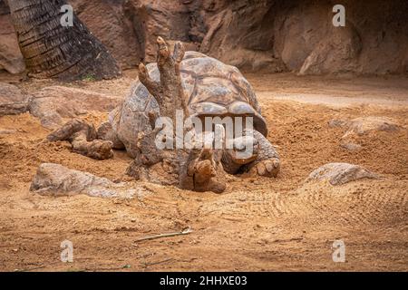 Riesige Meeresschildkröten-Spaziergänge auf Sand im Loro Parque, Teneriffa Stockfoto