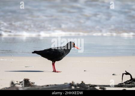 Afrikanischer schwarzer Austernfischer (Haematopus moquini) im Profil am Wasserrand im Westkap, Südafrika Stockfoto