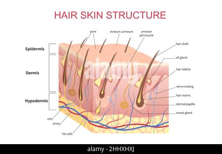 3D-Struktur der Haare Haut Kopfhaut, anatomische Bildung Infografik Informationen Poster Vektor Illustration Stock Vektor