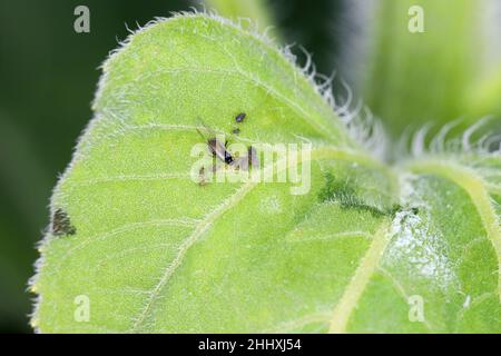 Eine Kolonie schwarzer Bohnenblattlaus - Aphs fabae auf einem Sonnenblumenblatt. Stockfoto