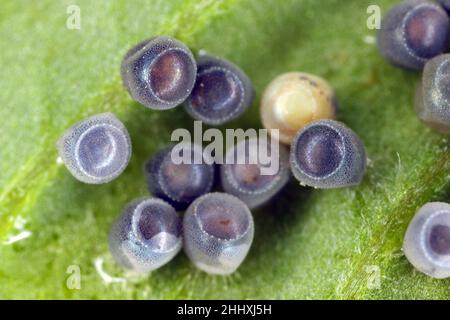 Stink aka Shield Bug Eier auf Kartoffelblatt. Gerippter Cluster. Stockfoto