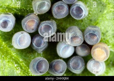 Stink aka Shield Bug Eier auf Kartoffelblatt. Gerippter Cluster. Stockfoto