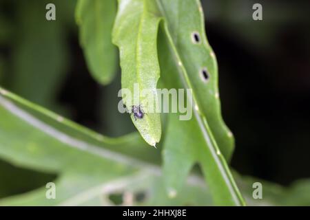 Ein winziger Käfer der Gattung Ceutorhynchus auf einer beschädigten Rucola-Pflanze - Eruca sativa. Stockfoto