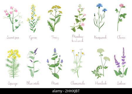 Wilde Kräuter mit Namen isoliert gesetzt. Wildblumen, Kräuter, Blätter. Garten und wildes Laub, Blumen, Zweige Vektor-Illustration Stock Vektor