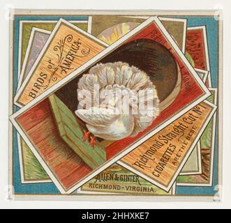 Fantail Pigeon, aus der Birds of America-Serie (N37) für Allen & Ginter Zigaretten 1888, herausgegeben von Allen & Ginter American Trade Cards aus der 'Birds of America'-Serie (N37), die 1888 in einem Satz von 50 Karten ausgegeben wurden, um die Zigaretten der Marke Allen & Ginter zu bewerben. Die Serie N37 gibt die Karten von N4 in einer größeren Größe wieder. Fantail Pigeon, aus der Birds of America Serie (N37) für Allen & Ginter Cigarettes 422073 Stockfoto