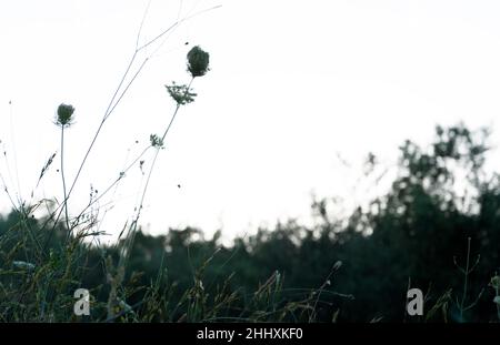 Nahaufnahme bei Wildblumen, gut für den Einsatz als Hintergrundmaterial Stockfoto