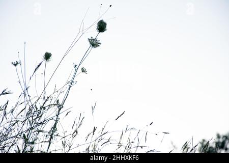 Nahaufnahme bei Wildblumen, gut für den Einsatz als Hintergrundmaterial Stockfoto