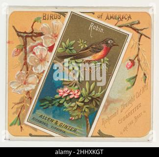 Robin, aus der Birds of America-Serie (N37) für Allen & Ginter Zigaretten 1888, herausgegeben von Allen & Ginter American Trade Cards aus der Birds of America-Serie (N37), herausgegeben 1888 in einem Satz von 50 Karten, um die Zigaretten der Marke Allen & Ginter zu bewerben. Die Serie N37 gibt die Karten von N4 in einer größeren Größe wieder. Robin, aus der Birds of America-Serie (N37) für Allen & Ginter Cigarettes 422107 Stockfoto