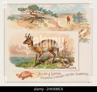 Antilope, aus der Quadrupeds-Serie (N41) für Allen & Ginter-Zigaretten 1890, herausgegeben von Allen & Ginter American Large Trade Cards aus der Quadrupeds-Serie (N41), herausgegeben 1890 in einem Satz von 50 Karten, um die Zigaretten der Marke Allen & Ginter zu bewerben. Die Serie N41 gibt die Karten von N21 in einer größeren Größe wieder. Antilope, aus der Quadrupeds-Serie (N41) für Allen & Ginter Cigarettes 419919 Stockfoto