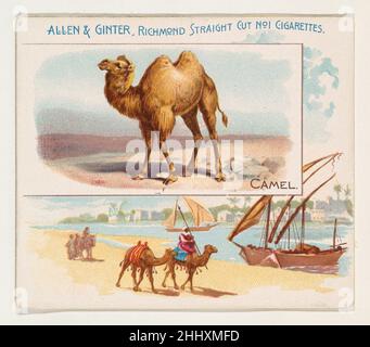 Camel, aus der Quadrupeds-Serie (N41) für Allen & Ginter-Zigaretten 1890, herausgegeben von Allen & Ginter American Large Trade Cards aus der Quadrupeds-Serie (N41), herausgegeben 1890 in einem Satz von 50 Karten, um die Zigaretten der Marke Allen & Ginter zu bewerben. Die Serie N41 gibt die Karten von N21 in einer größeren Größe wieder. Camel, aus der Quadrupeds-Serie (N41) für Allen & Ginter Cigarettes 421842 Stockfoto