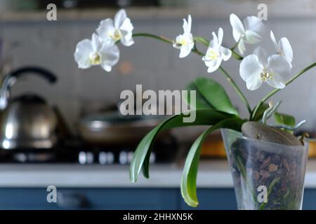 Nahaufnahme der weißen Orchidee auf dem Küchentisch bei morgendlichem Sonnenlicht mit weichem Hintergrund und selektivem Fokus Stockfoto