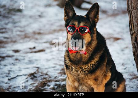 Der Schäferhund ist in einer roten Fliege und einer herzförmigen Brille gekleidet. Stockfoto