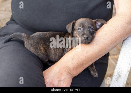 Ein Monat alter brauner, brinmliger Jack Russell Welpe liegt auf dem Arm einer Frau. Schlafender Hund, zum ersten Mal in der Sonne. Tierthemen, Selektiver Fokus Stockfoto