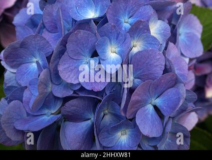 Nahaufnahme der blauen Hydrangea macrophylla-Blüten. Diese Pflanze stammt aus Japan und wird in vielen Teilen der Welt angebaut. Stockfoto