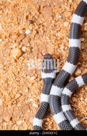 Gemeinsame Zaum Schlange, Dryocalamus nympha, Hampi, Karnataka, Indien Stockfoto