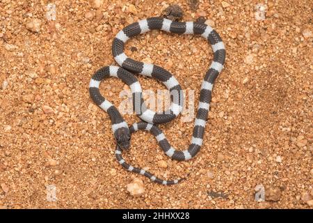 Gemeinsame Zaum Schlange, Dryocalamus nympha, Hampi, Karnataka, Indien Stockfoto