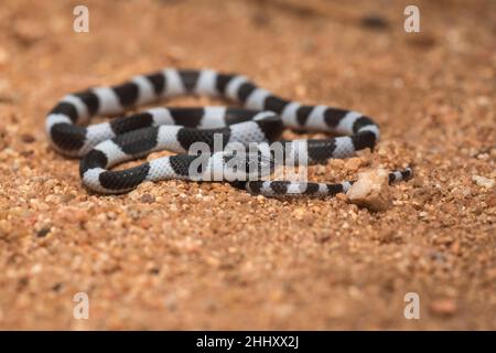 Gemeinsame Zaum Schlange, Dryocalamus nympha, Hampi, Karnataka, Indien Stockfoto