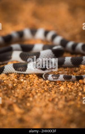 Gemeinsame Zaum Schlange, Dryocalamus nympha, Hampi, Karnataka, Indien Stockfoto