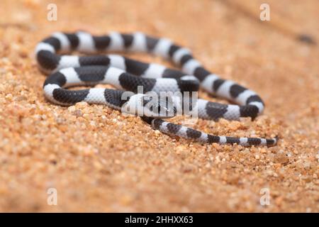 Gemeinsame Zaum Schlange, Dryocalamus nympha, Hampi, Karnataka, Indien Stockfoto