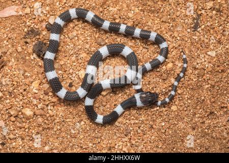 Gemeinsame Zaum Schlange, Dryocalamus nympha, Hampi, Karnataka, Indien Stockfoto