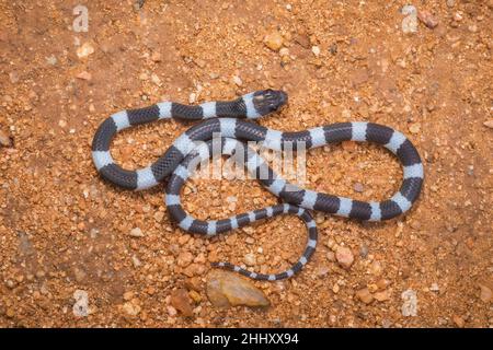 Gemeinsame Zaum Schlange, Dryocalamus nympha, Hampi, Karnataka, Indien Stockfoto