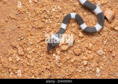 Gemeinsame Zaum Schlange, Dryocalamus nympha, Hampi, Karnataka, Indien Stockfoto