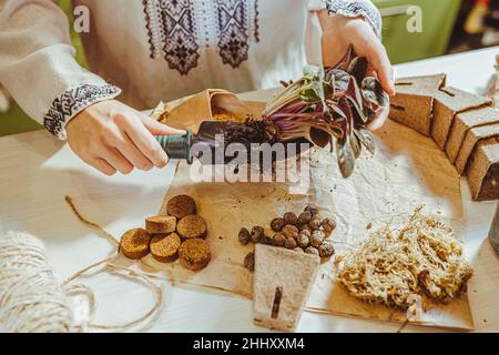 Weibliche Gärtnerin in ethnisch besticktem Hemd pflanzt hausgemachtes Violett in keramischen Blumentopf, vor dem Hintergrund von Holztisch mit Kraft p bedeckt Stockfoto