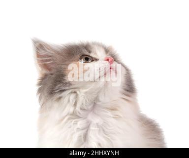 Niedliche flauschige Kätzchen verschiedene helle Farbe auf dem weißen Stockfoto