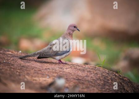 Laughing Dove, Spilopelia senegalensis, Karnataka, Indien Stockfoto