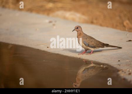 Lachendes Taubenwasser, Spilopelia senegalensis, Jhalana, Rajasthan, Indien Stockfoto