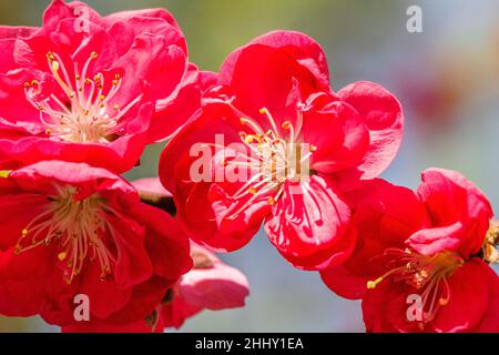 Chaenomeles japonica, bekannt als Maule-Quitte, eine Art blühender Quitte. Stockfoto