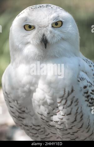 Die verschneite Eule, Bubo scandiacus. Stockfoto