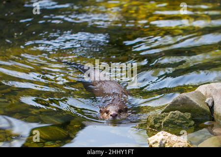 Der asiatische Kleinklatschotter, Aonyx cinerea, schwimmt in einem Wasser. Stockfoto