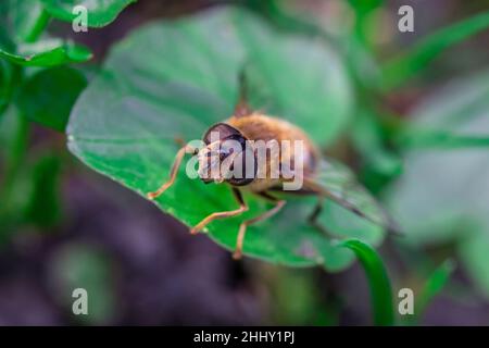 Schwebfliegen, manchmal auch Blumenfliegen genannt, oder Syrphidafliegen, das Insekt der Familie Syrphidae. Stockfoto