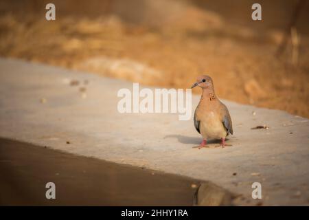 Lachendes Taubenwasser, Spilopelia senegalensis, Jhalana, Rajasthan, Indien Stockfoto