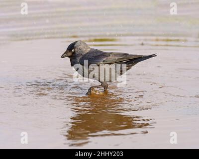 Dohle Corvus monedula Baden in Pfütze auf landwirtschaftlich genutzten Flächen. Stockfoto