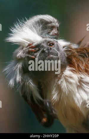 Kleiner Affentamarin aus Baumwolltop, Saguinus ödipus, mit seinen Jungen. Stockfoto