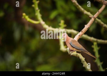 Lachendes Taubenwasser, Spilopelia senegalensis, Jhalana, Rajasthan, Indien Stockfoto