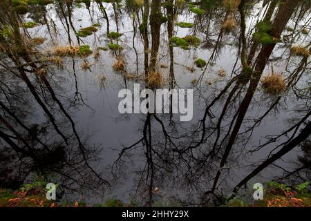 Düstere Landschaft, Birken, Gras und Moos in einem Sumpf, Bäume spiegeln sich im dunklen Wasser Stockfoto